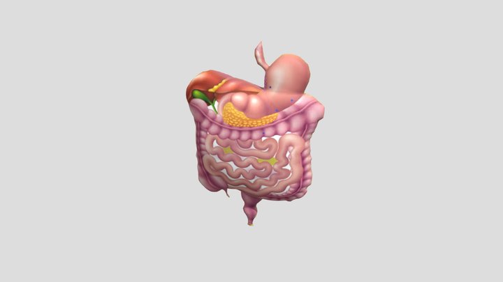 Organ Pencernaan (Nurul) 3D Model