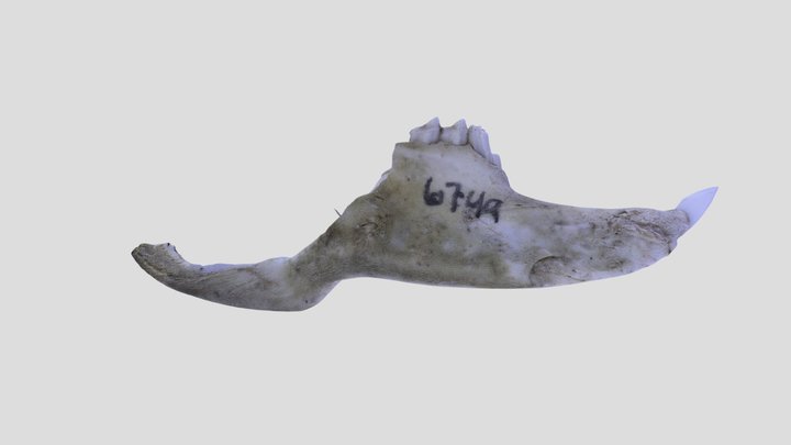 UWYMV:Mamm:6749, B. idahoensis, Left Mandible – Free 3D Model STL