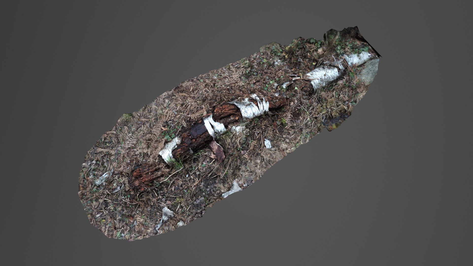 Tree Trunk 3D-Scan #4 | Photogrammetry