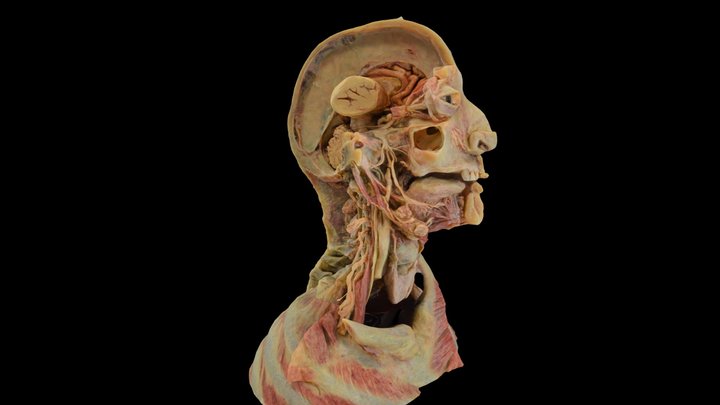 Head12 (Cranial Nerves) 3D Model
