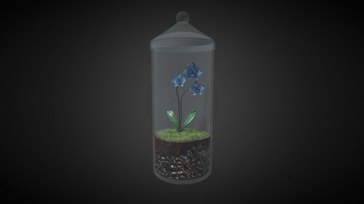 Orchid florarium 3D Model