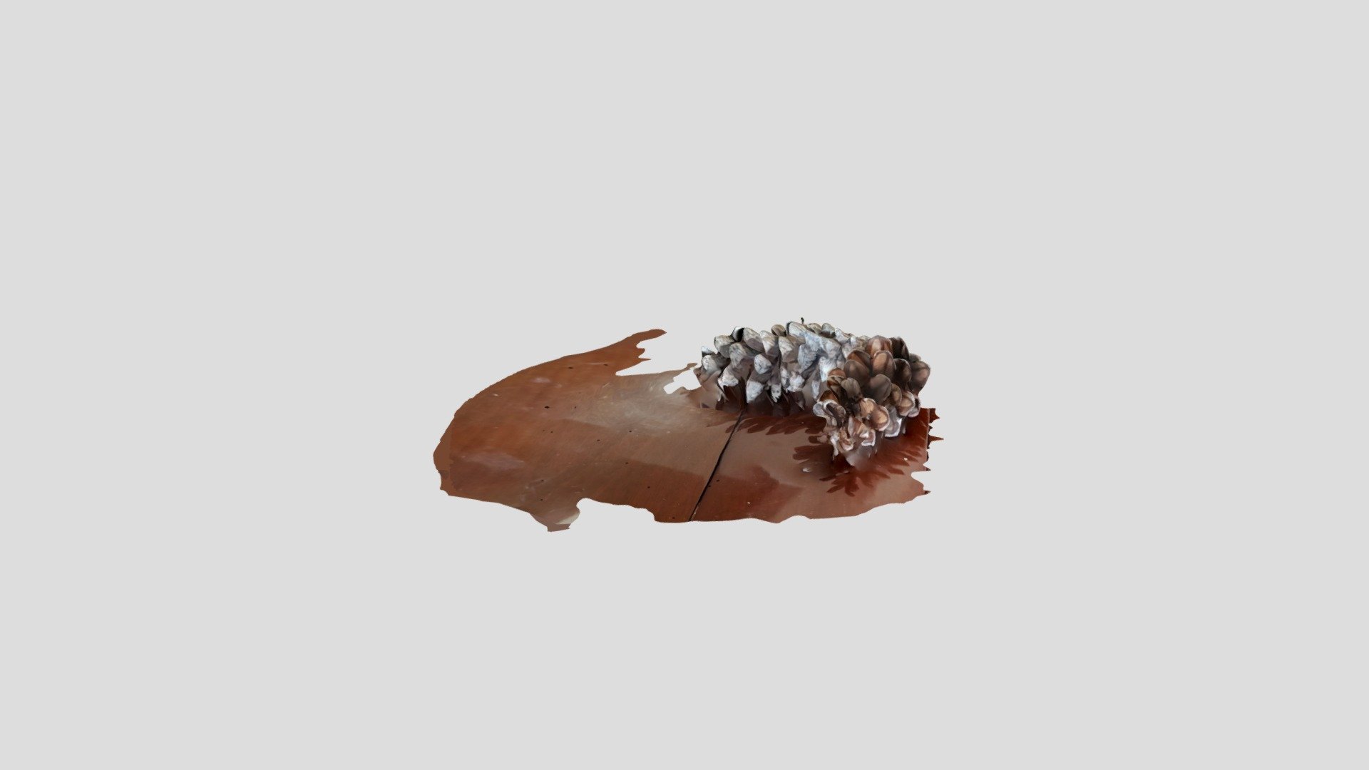 double pine cone