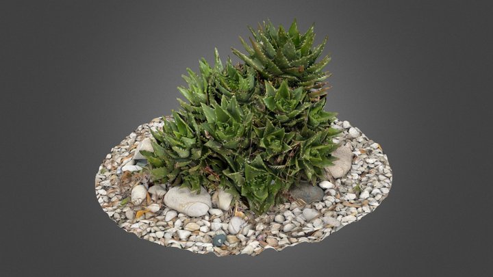 Thorny plant #1 3D Model