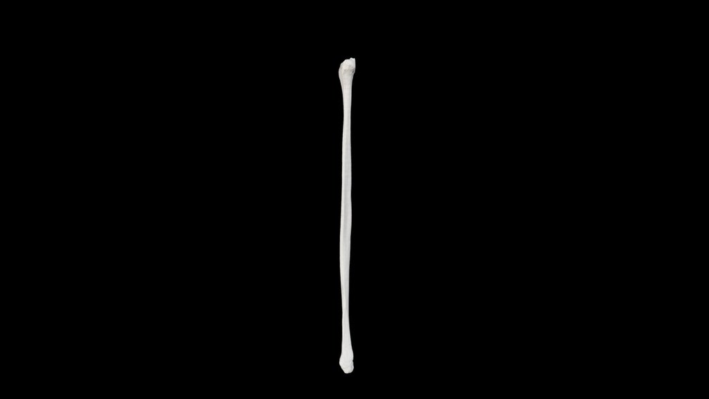 Human Fibula