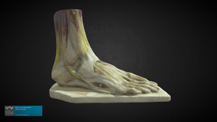 Músculos y ligamentos del pie 3D Model