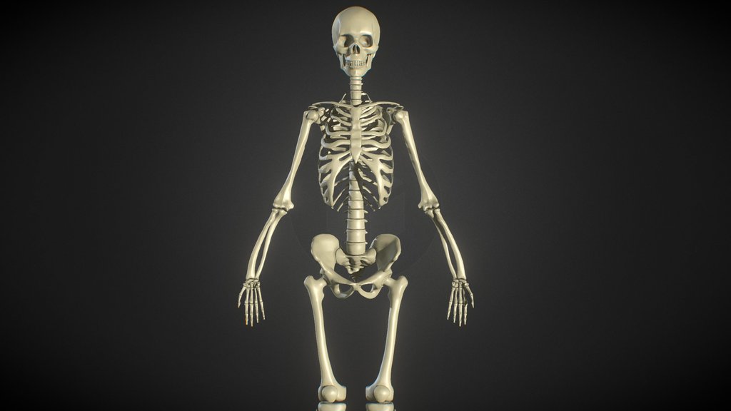 Female Human Skeleton - ZBrush - Anatomy Study