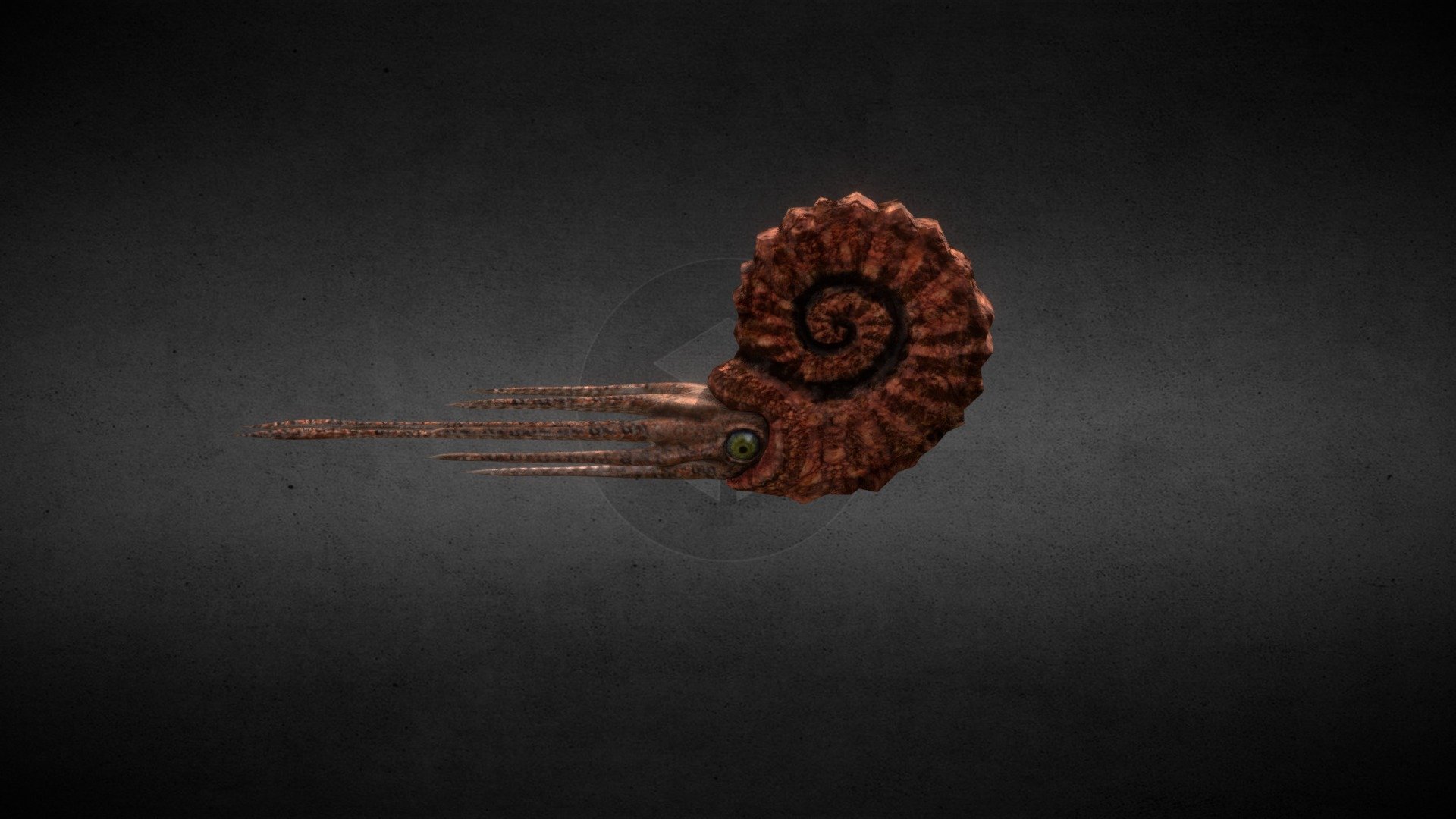 Ammonite