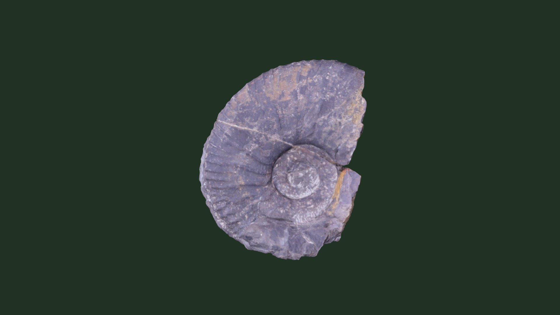 パキディスカス アワジエンシス　Pachydiscus awajiensis: Holotype