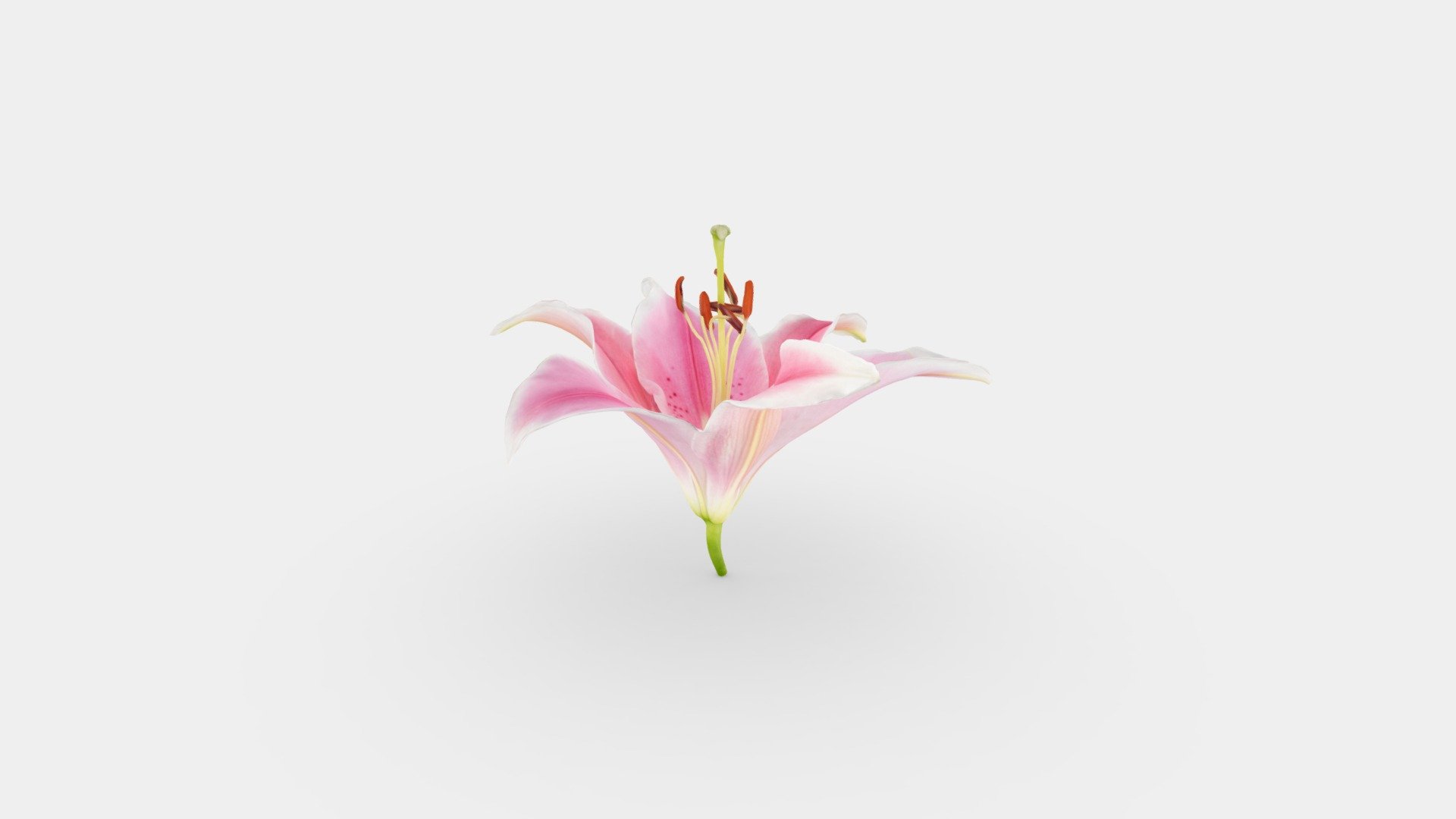 Pink Lilly — Sketchfab embed 3D viewer