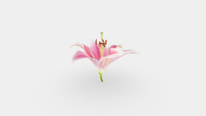 Pink Lilly 3D Model