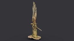 Arrow Stump Bark Tree