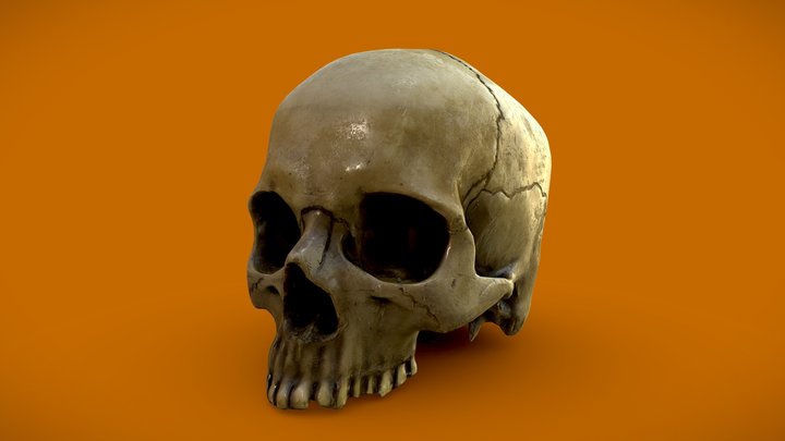 Scanned Human Skull 3D Model