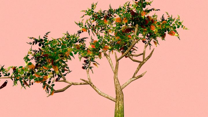 Low Poly Pohutukawa Tree 3D Model