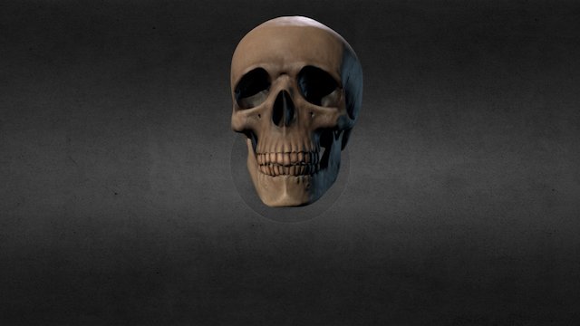 Skull 3D Model