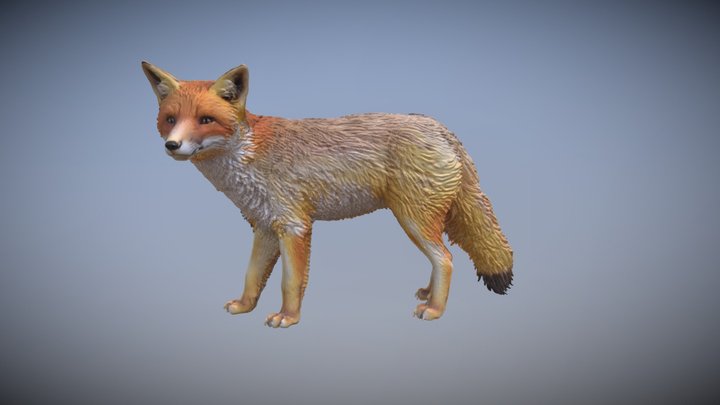 Zorro culpeo 3D Model