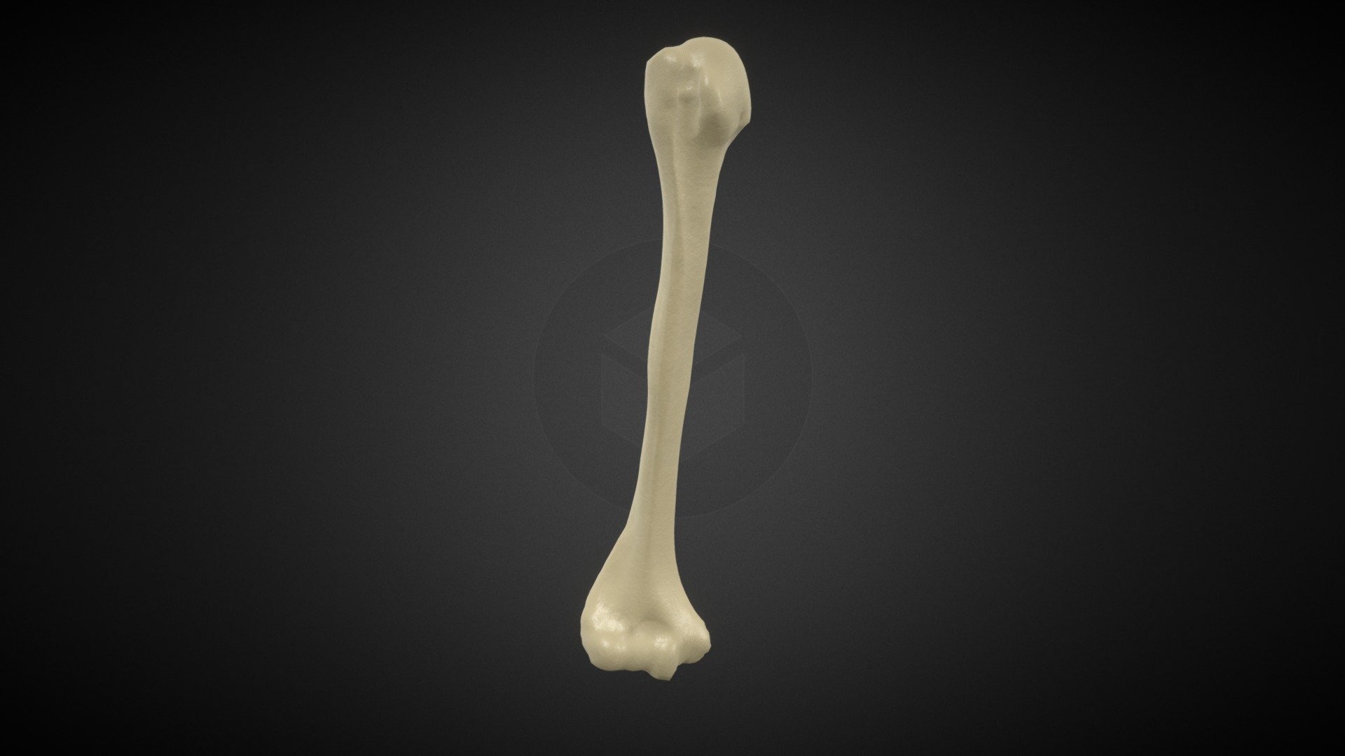 humerus - 3D model by Alekskonn [5f3f28c] - Sketchfab