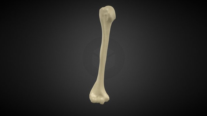 humerus 3D Model