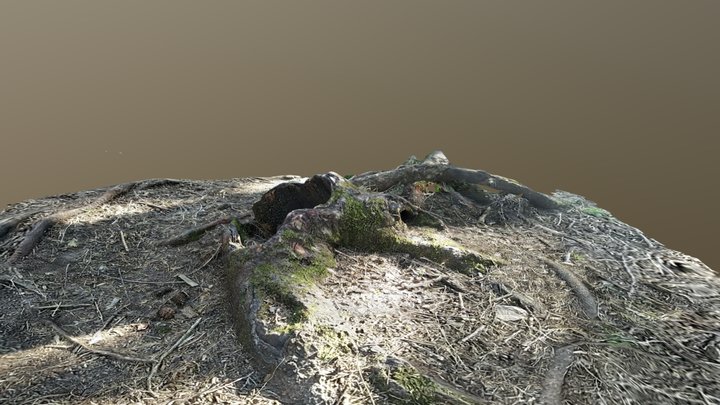 Pine root 3D Model