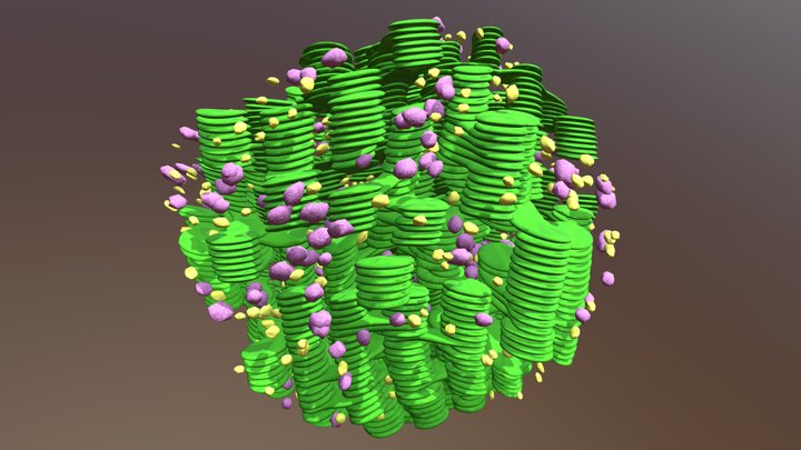 Grana of a Chloroplast 3D Model