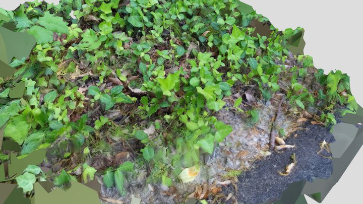 Photoscanned Ivy & Ground Foliage Patch 3D Model