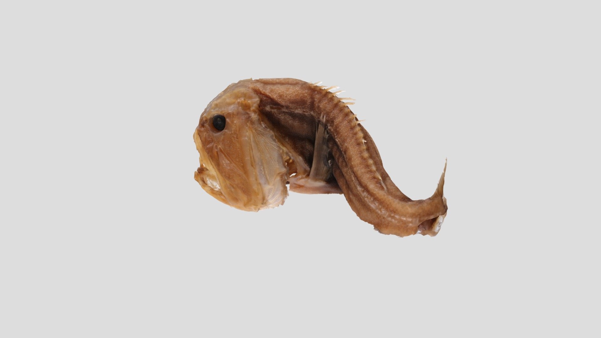 Anoplogaster cornuta