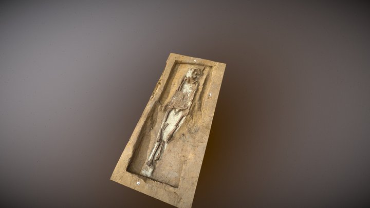 Aalst Tragelweg: skelet met dissecties 3D Model