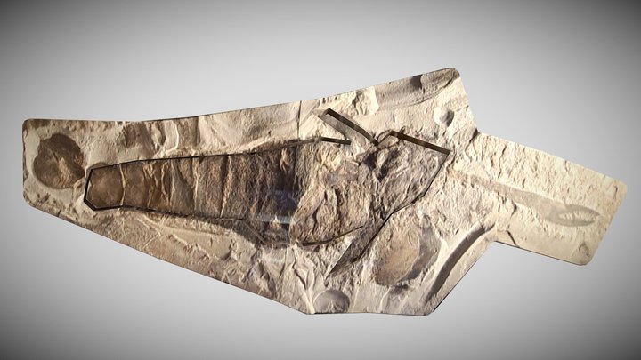 Acutiramus macrophthalmus Fossil – Kostenloses 3D-Modell STL