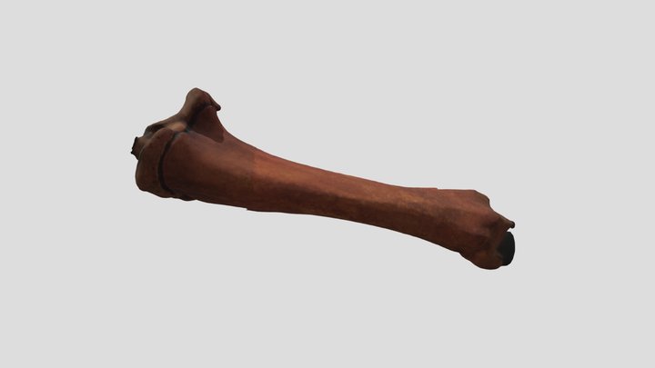 Bos taurus, Tibia (Sub-adult) 3D Model