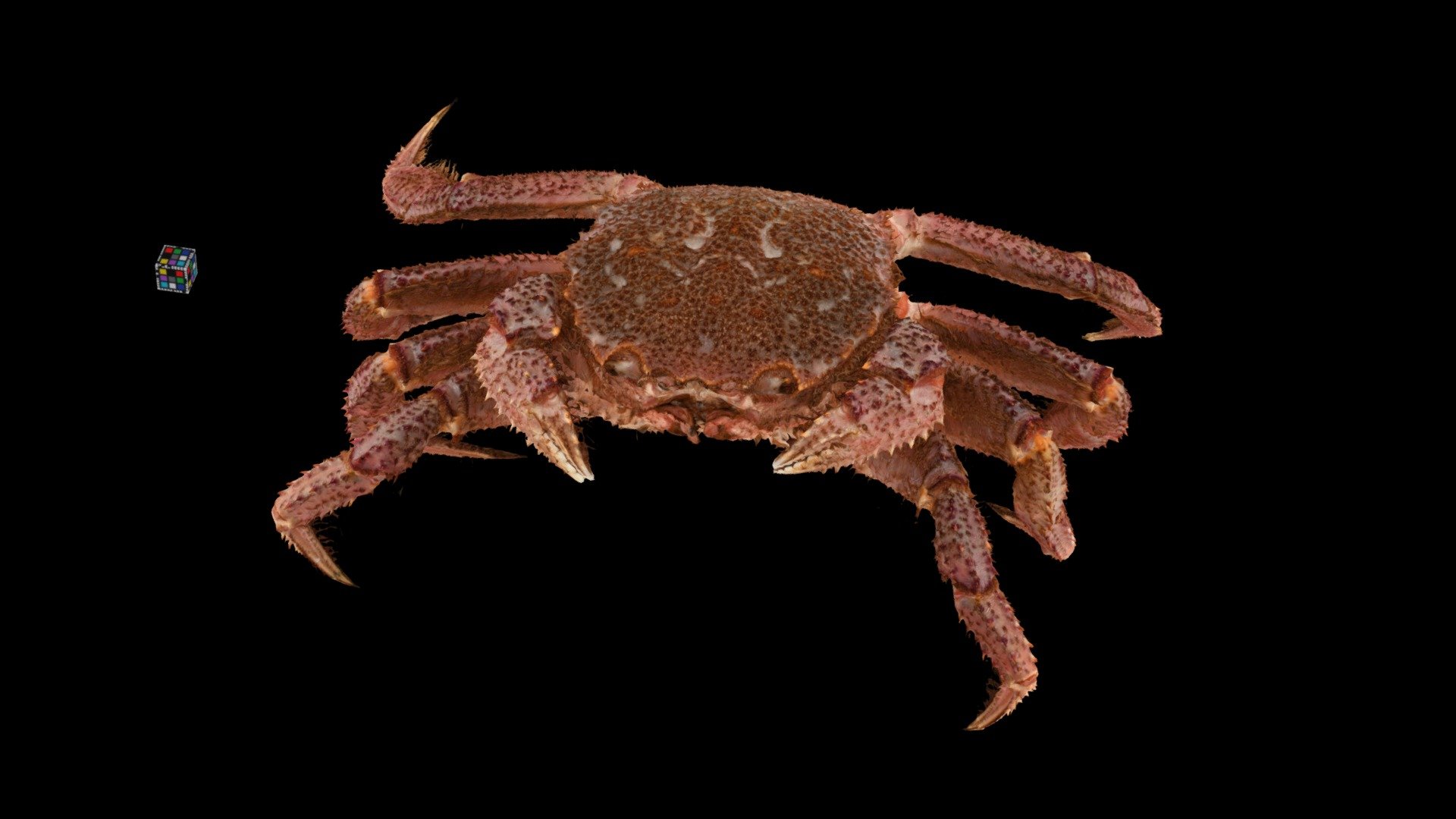 ケガニ 🦀 ♂ Horsehair Crab, Erimacrus isenbeckii Download Free 3D model
