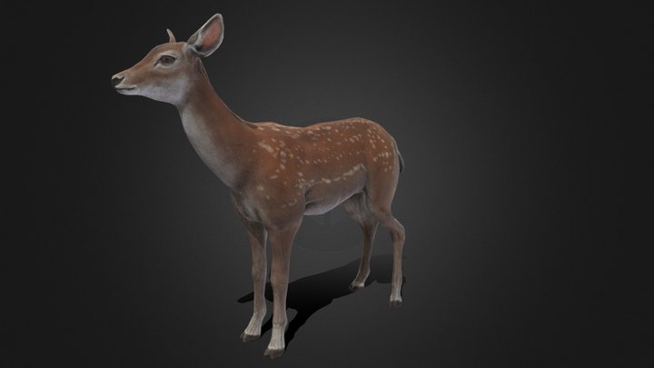 Brown Deer 3D Model