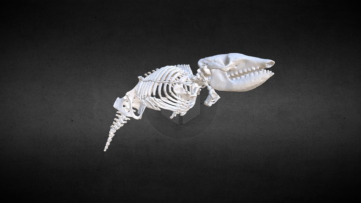Armadillo (Dasypodidae Dasypus)