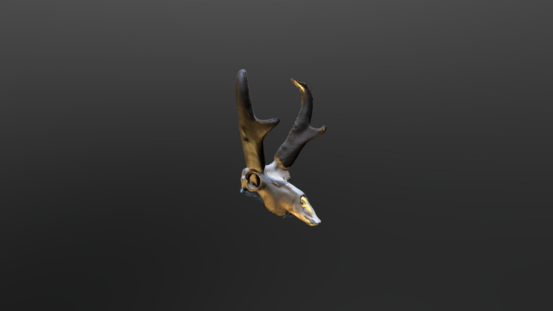 Antelope Skull