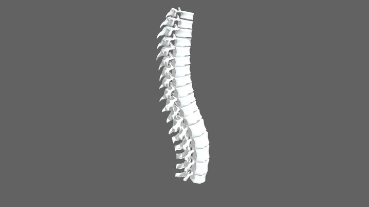 TL_vertebralcolumn 3D Model