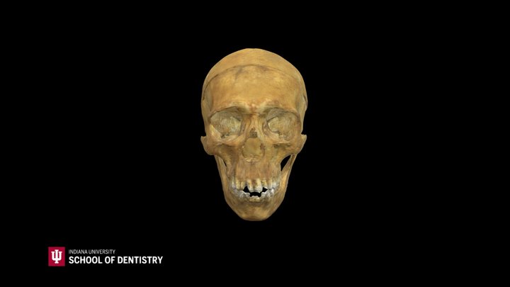 Skull 28 3D Model