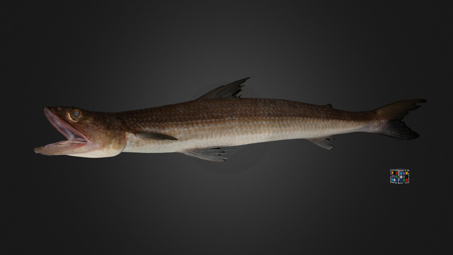 トカゲエソ Slender Lizardfish, Saurida elongata