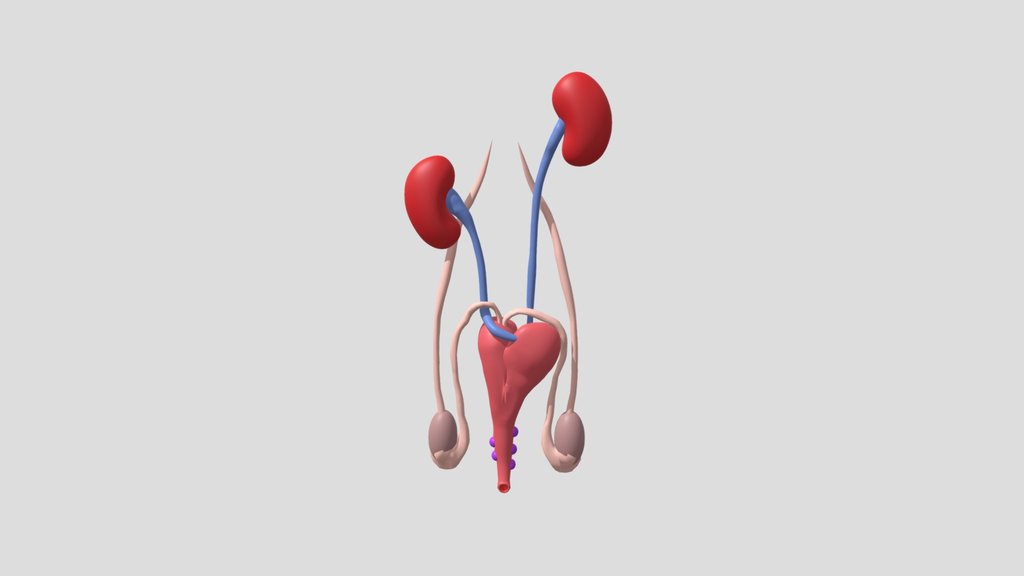 male rabbit reproduction system