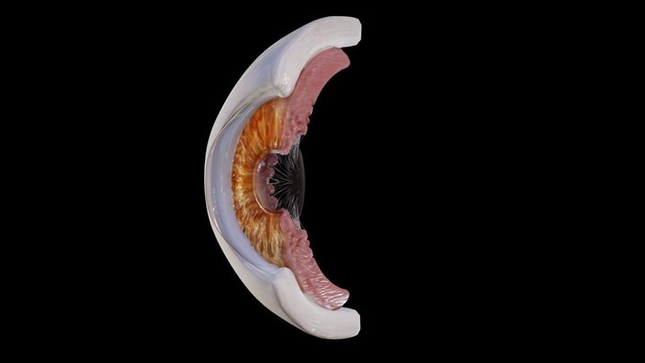 Human eye anatomy 3D Model