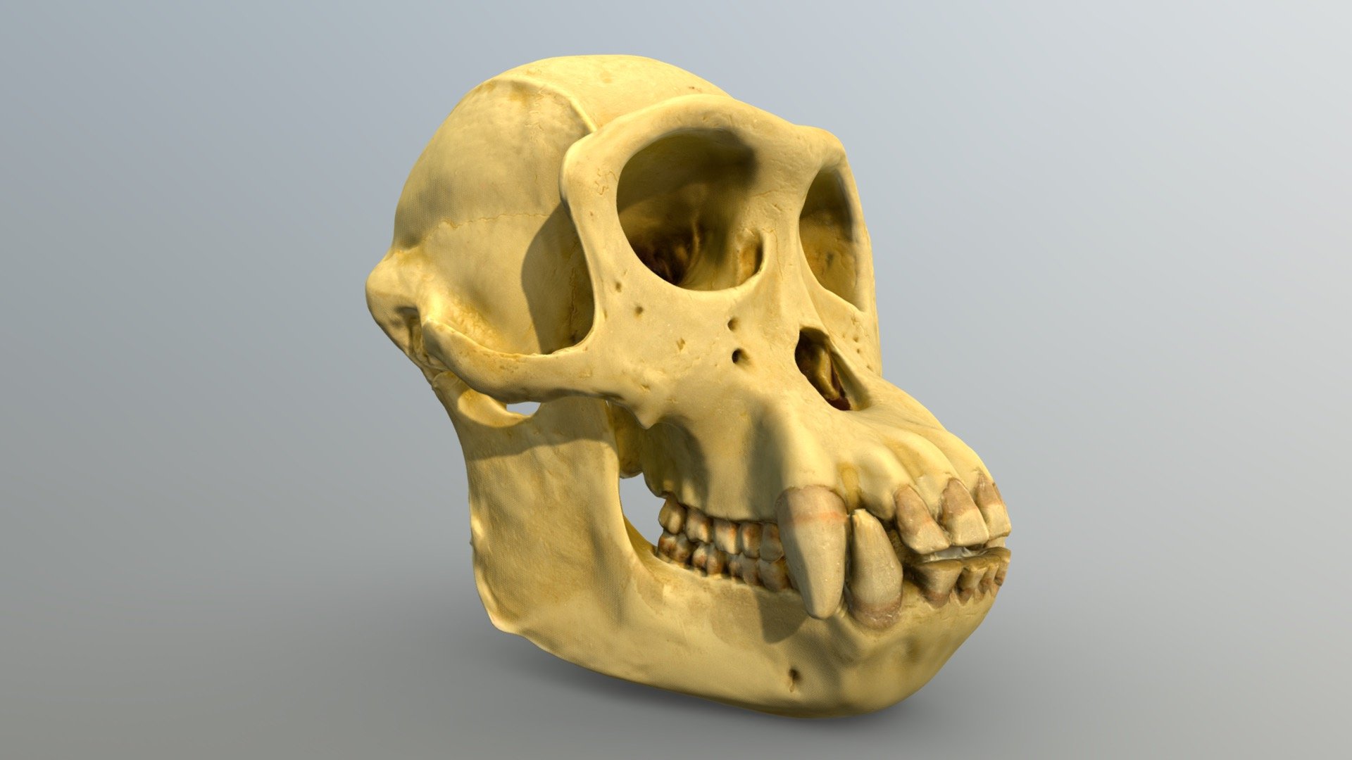 Chimpanzee Skull - 3D model by BIOZONE [5f7e38d] - Sketchfab