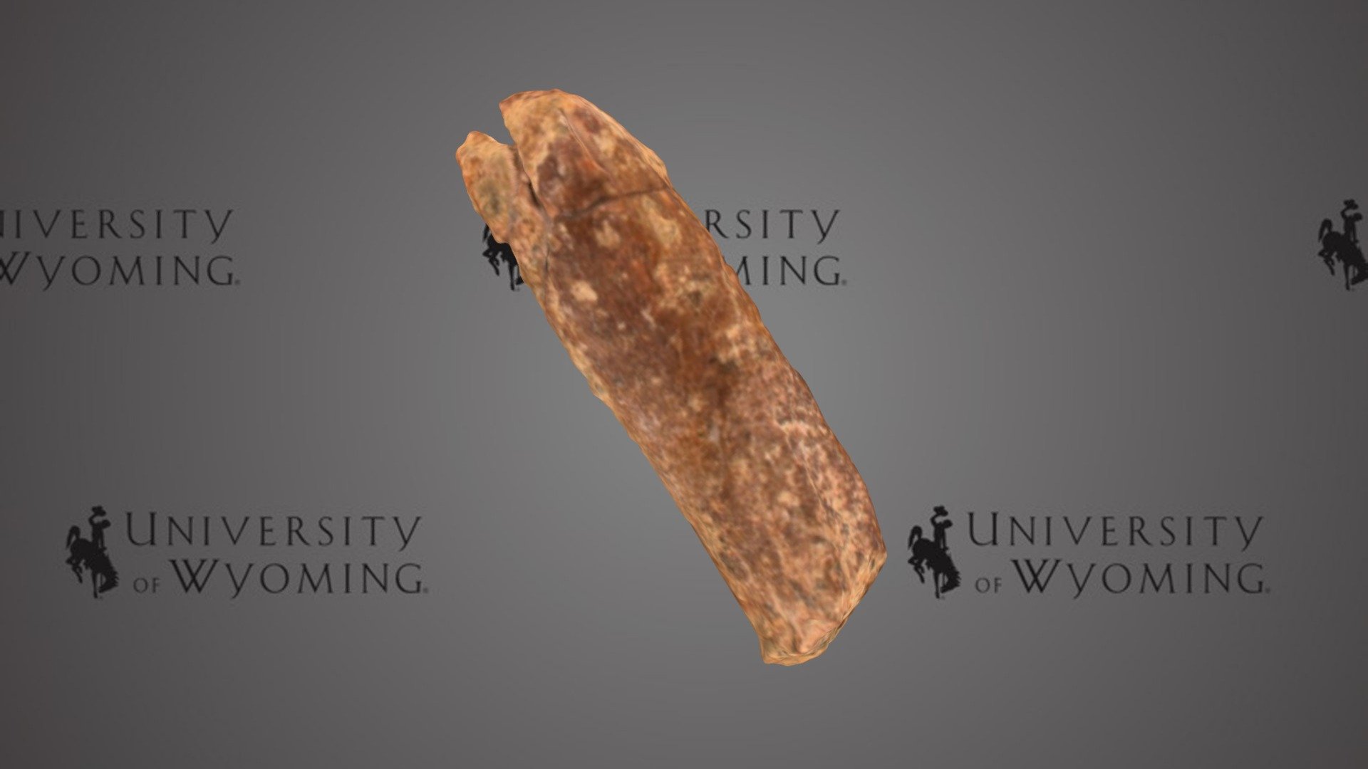 UW 34392 B - Hadrosauridae, Caudal Vertebra Frag
