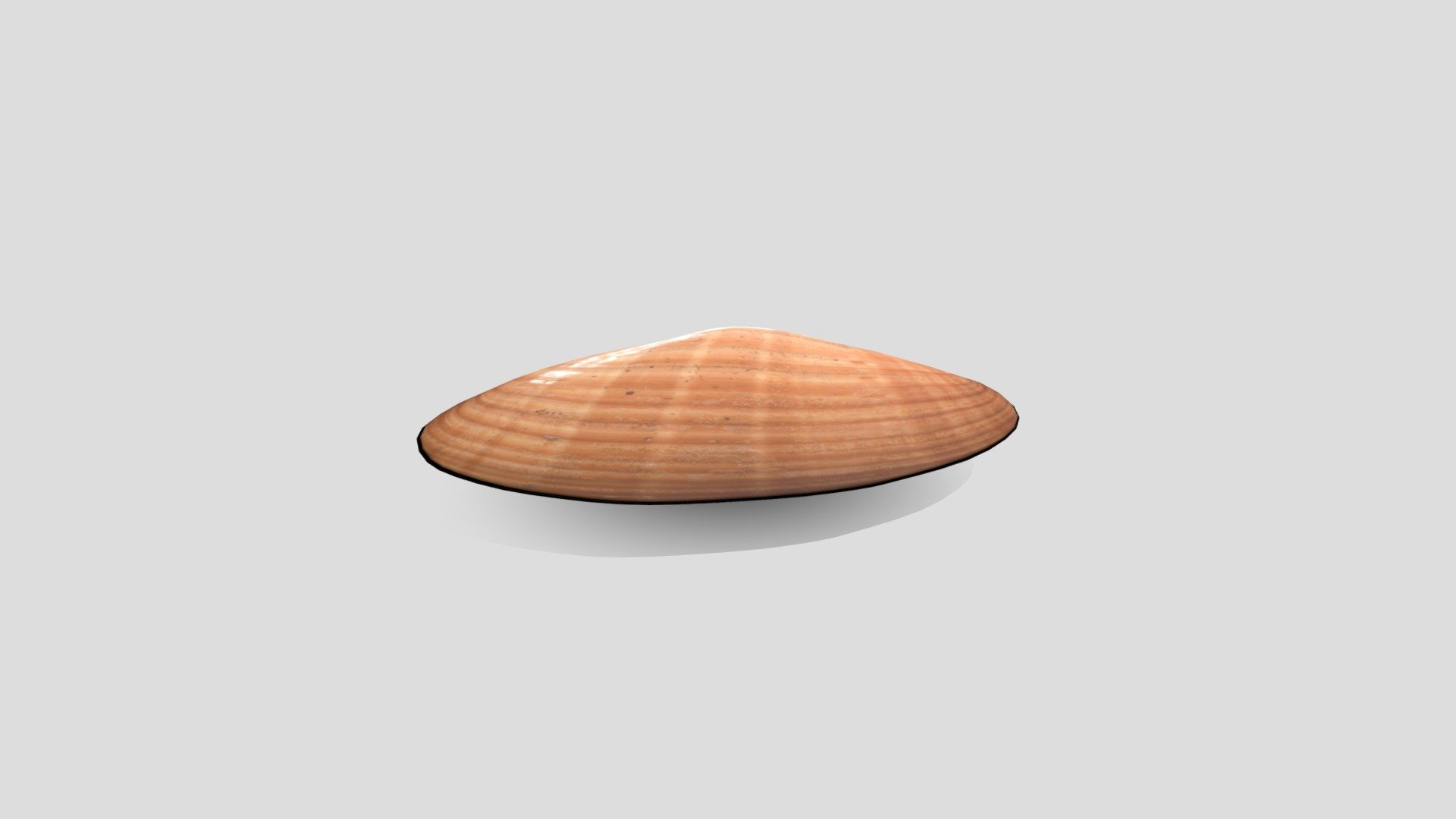 Smooth clam (Callista chione)