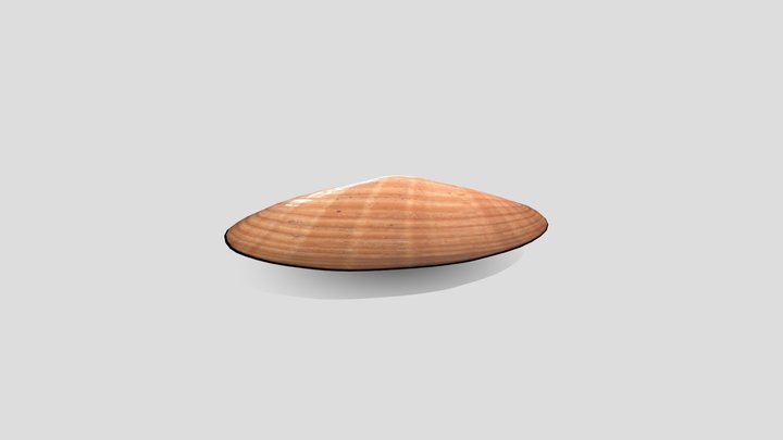 Smooth clam (Callista chione) 3D Model