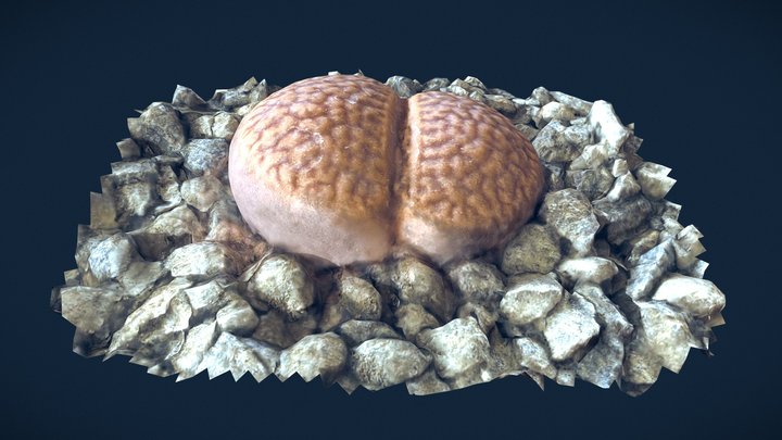 Living Stone (Lithops) plant photoscan 3D Model