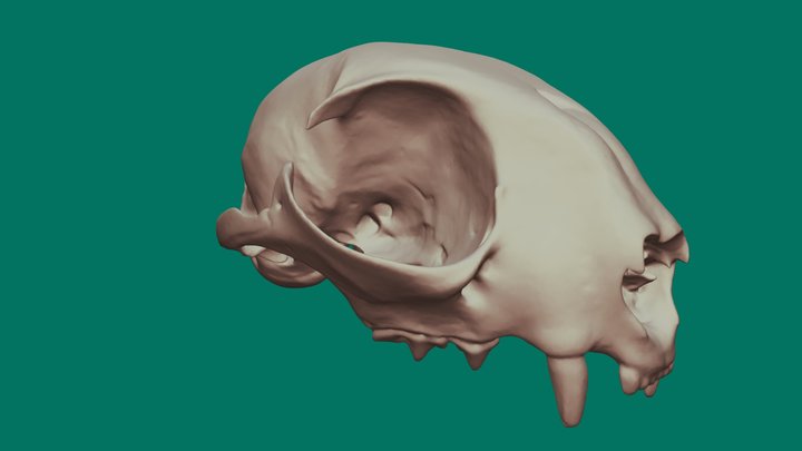 Domestic Cat Cranium 3D Model