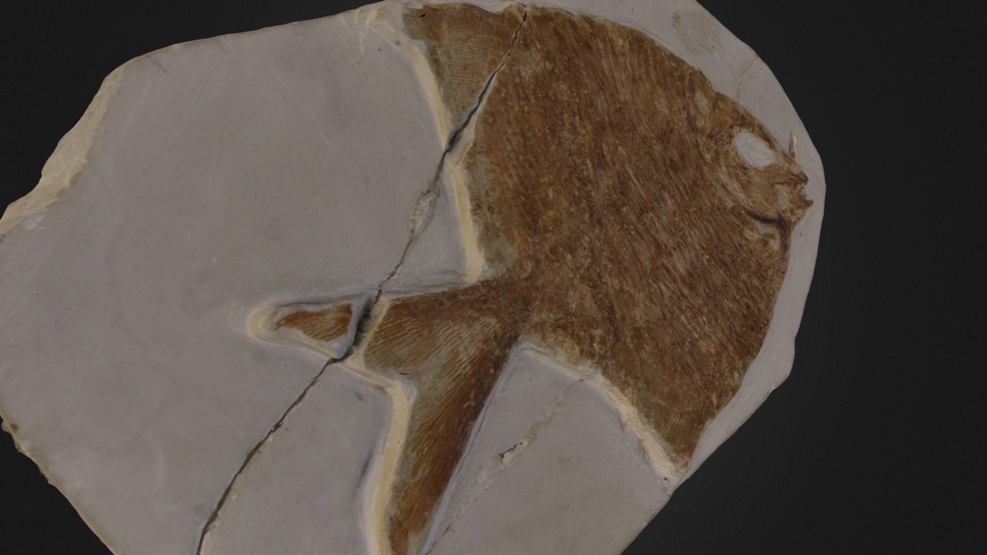 MOON FISH - 3D model by 3D Fossils (@conqueror78) [5f88d12] - Sketchfab