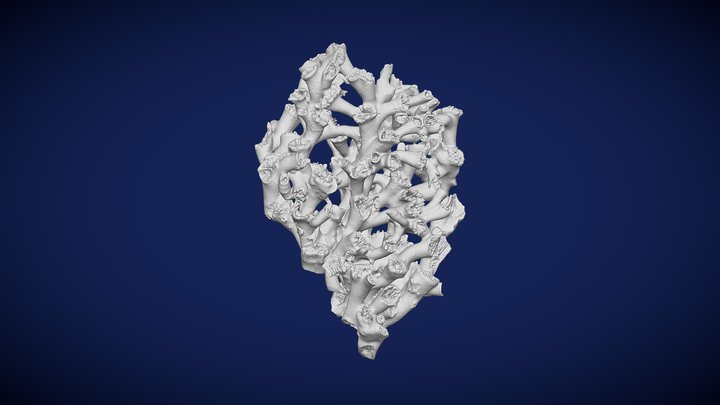 Desmophyllum pertusum - SaM 42882 3D Model