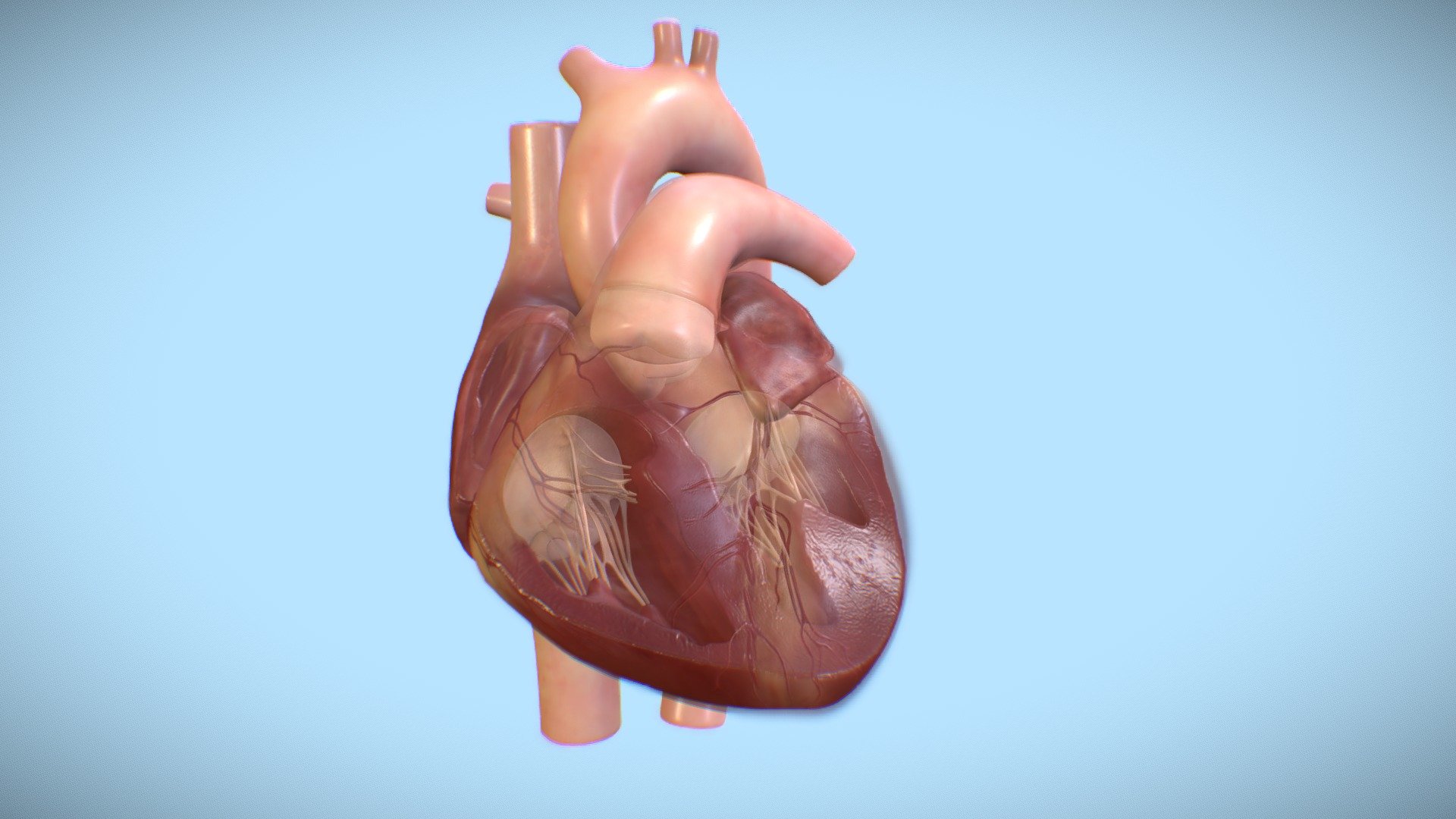 Cardiac Interactive - 3D model by ERC [5f8f043] - Sketchfab