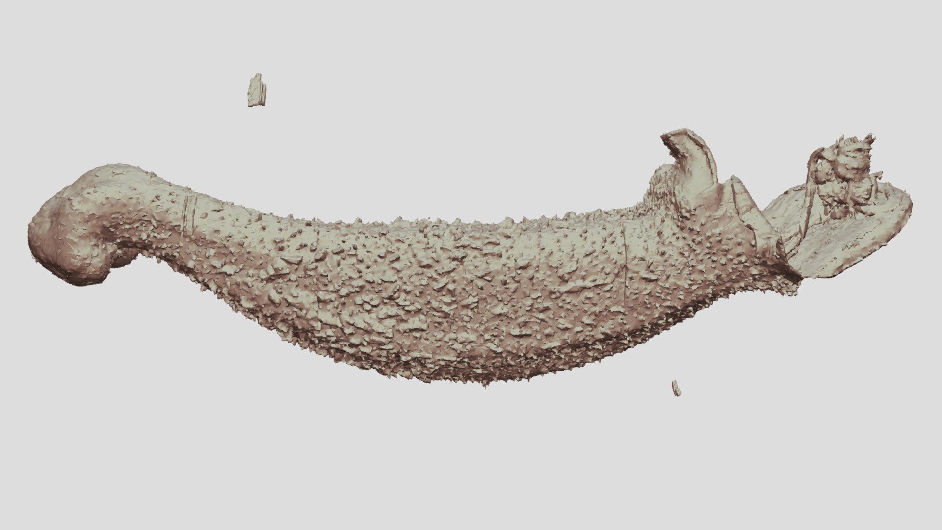 Sinningia elatior corolla