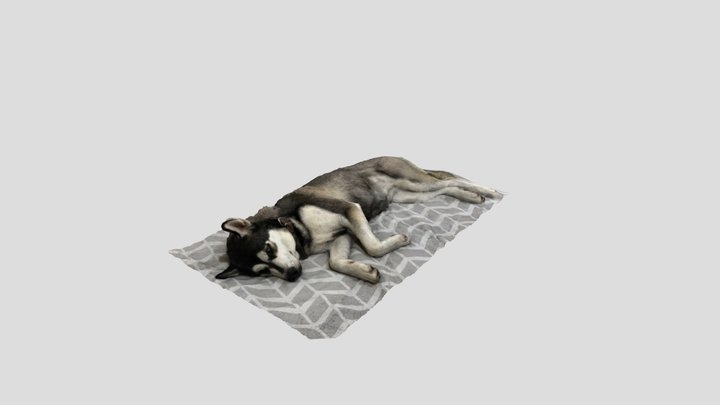 Laika sleeping 3D Model