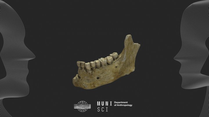Archaeological human mandible #5 - Syria 3D Model