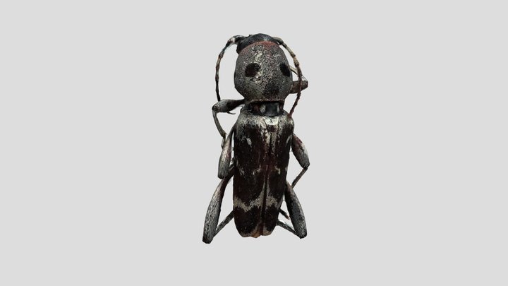 斯美脊虎天牛 3D Model